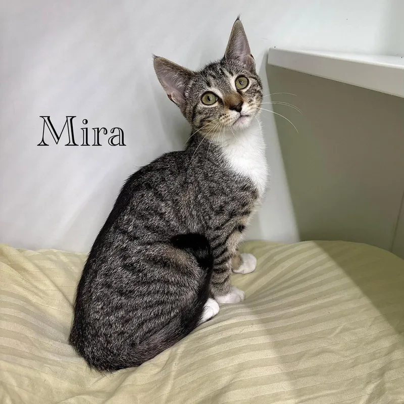A young medium-sized female Domestic Short Hair cat named Mira for adoption in Spring Lake, NJ