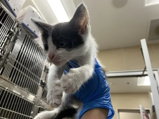 A baby small-sized female Domestic Short Hair cat named Birdie for adoption in Grand Prairie, TX