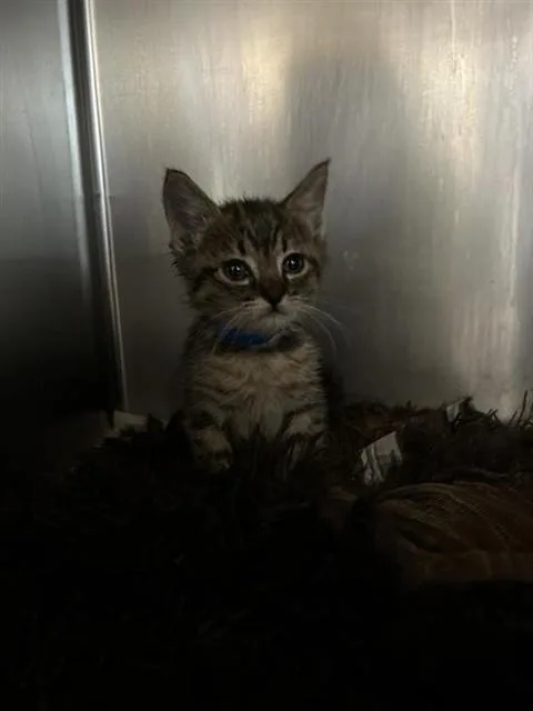 A baby small-sized male Domestic Short Hair cat named Pika for adoption in Riverside, CA