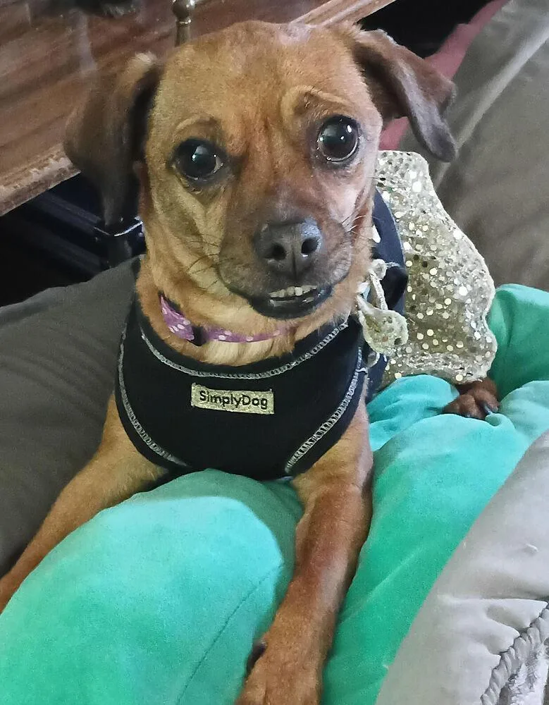 An adult small-sized female Brown / Chocolate Chihuahua dog named Kendal for adoption in Evansville, IN