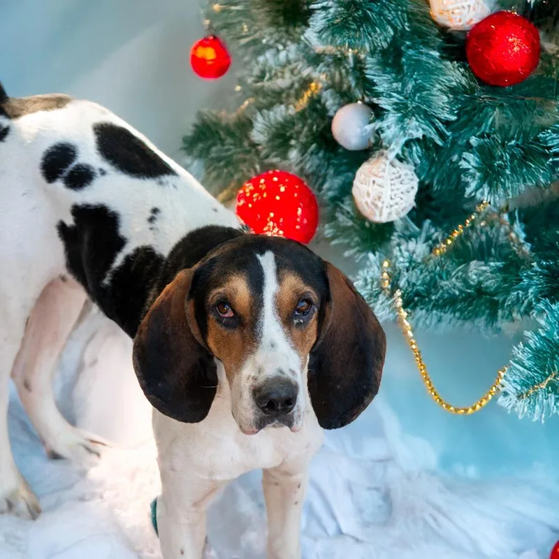 Roscoe Jenkins thumbnail 2