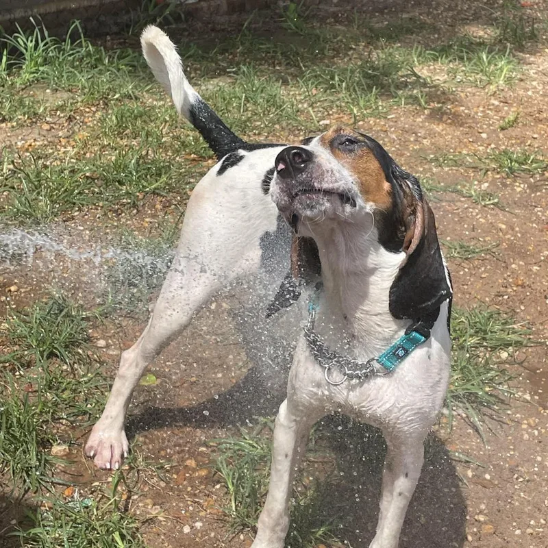 Roscoe Jenkins thumbnail 3