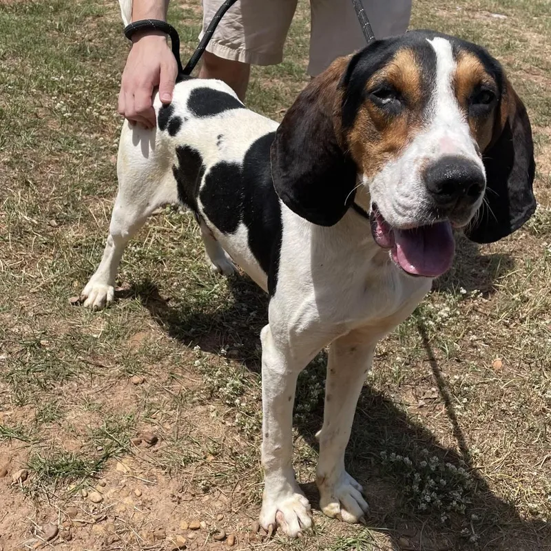 Roscoe Jenkins thumbnail 4