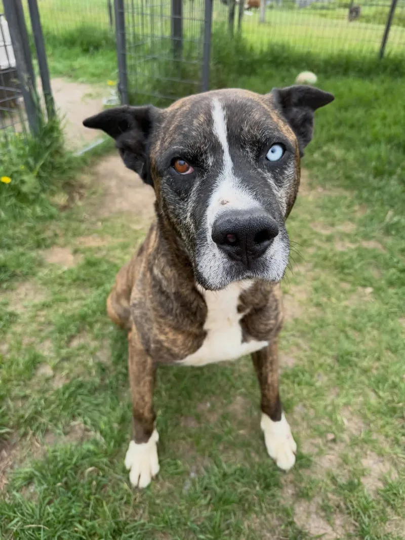 An adult medium-sized male Mixed Breed dog named Simba for adoption in Wilsall, MT
