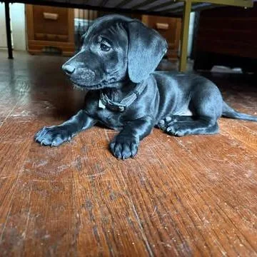 A baby small-sized male Black Dachshund dog named Limo for adoption in Overland Park, KS