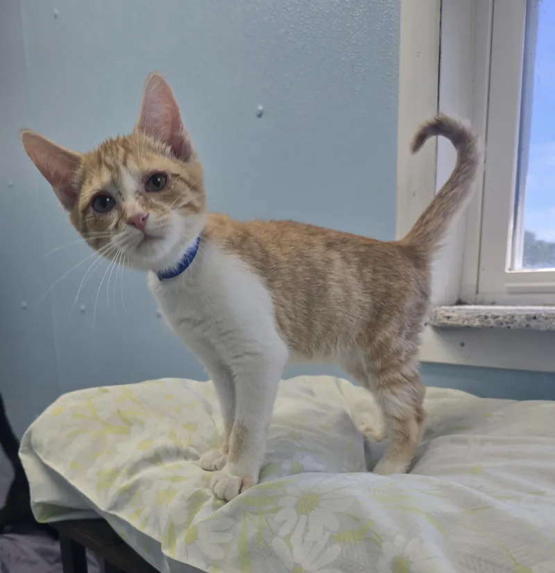 A baby medium-sized male Orange & White Domestic Short Hair cat named Treat for adoption in Farmington, MO