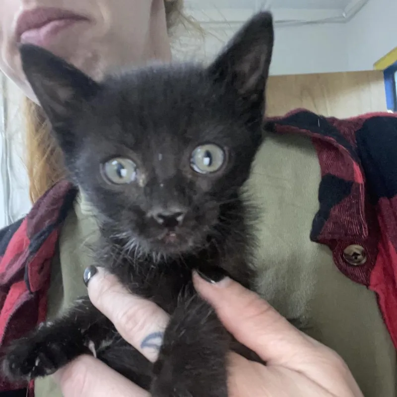 A baby small-sized female White Domestic Short Hair cat named Pawn for adoption in Eureka Springs, AR