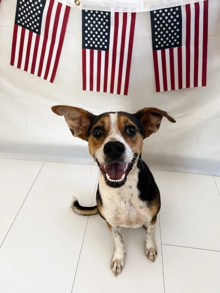 An adult medium-sized female Tricolor (Brown, Black, & White) Beagle dog named Dip for adoption in Chickasha, OK
