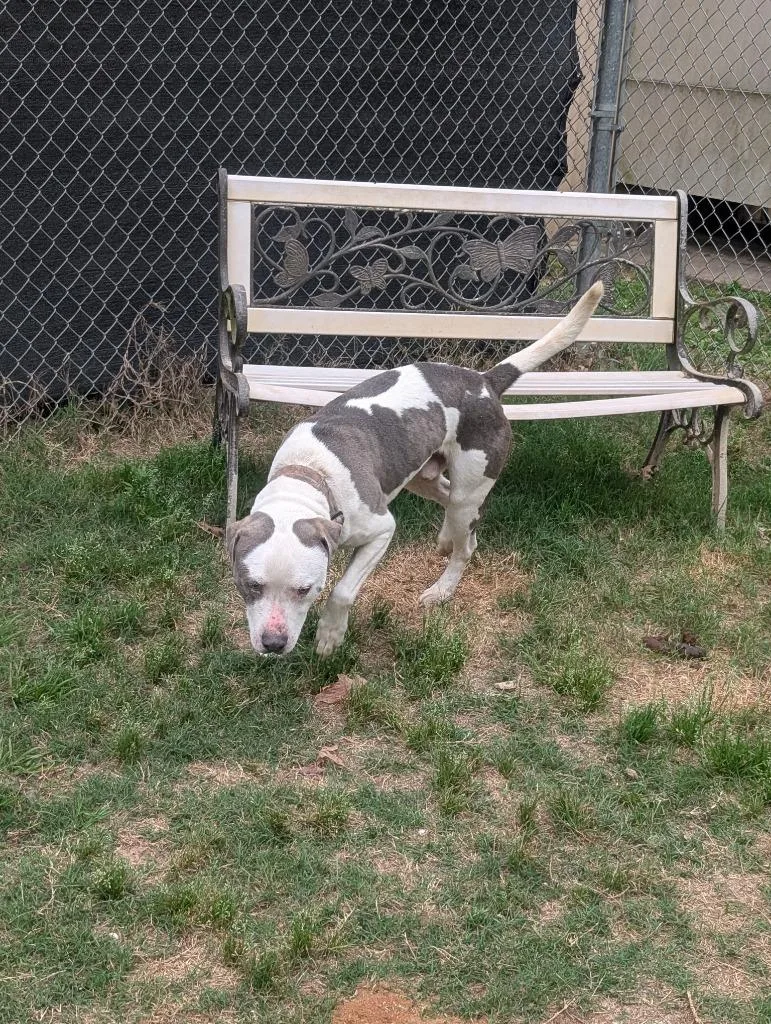 An adult large-sized male Pit Bull Terrier dog named Pioneer for adoption in Nacogdoches, TX