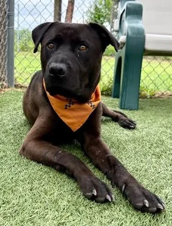 An adult medium-sized male Mixed Breed dog named Gary for adoption in Columbia, SC