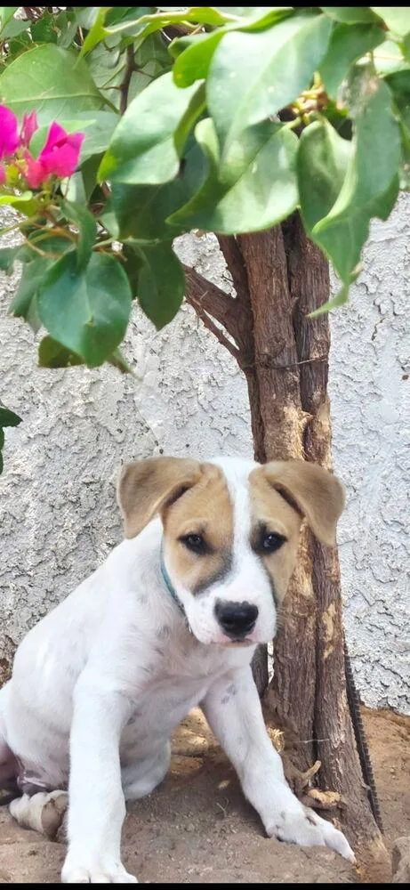 Wishbone