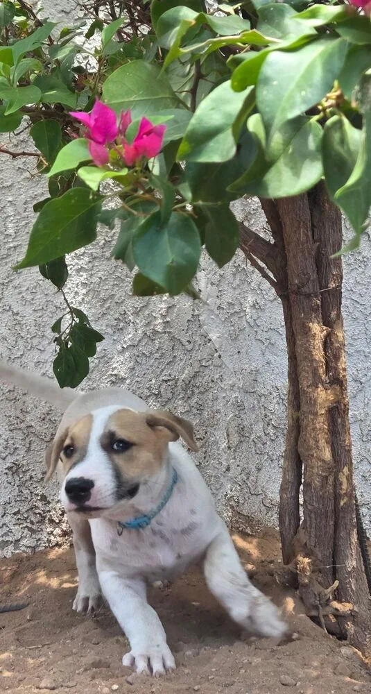 Wishbone thumbnail 2