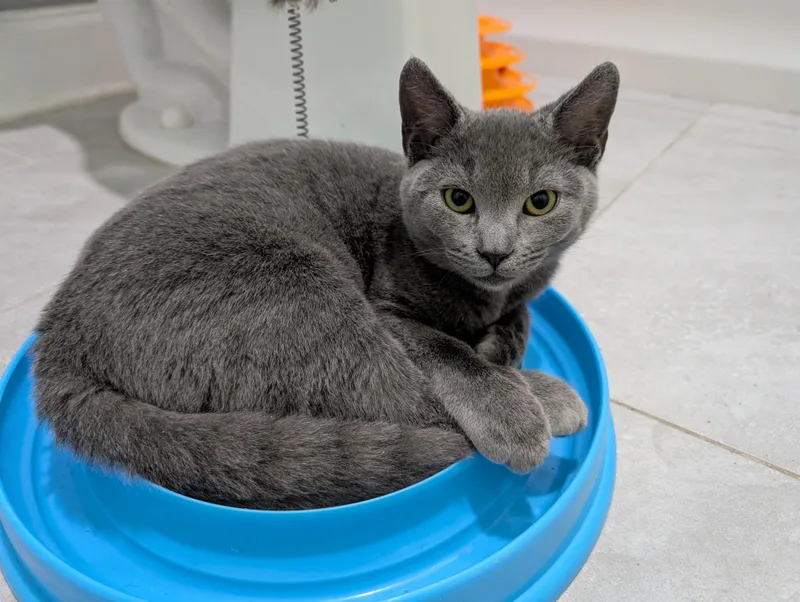 A baby medium-sized male Domestic Short Hair cat named Jasper for adoption in Clayton, NC