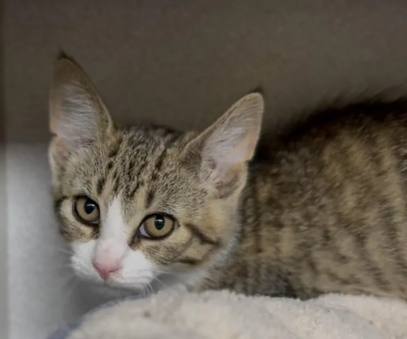 A young small-sized male Tabby (Brown / Chocolate) Domestic Short Hair cat named Furgitive for adoption in Osseo, MI