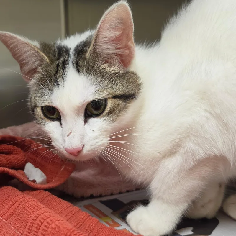 An adult small-sized female White Domestic Short Hair cat named Bokchoy for adoption in Asheville, NC