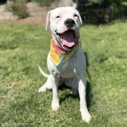 An adult large-sized female Boxer dog named Brownie for adoption in Midland, VA