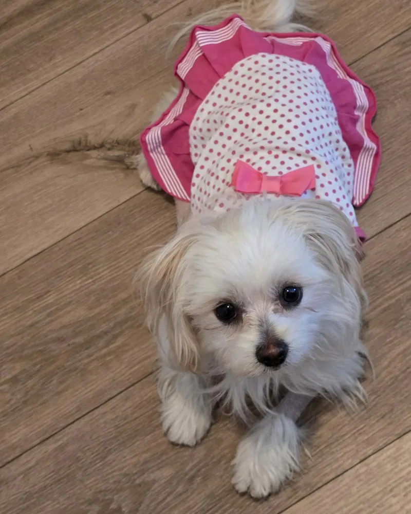 Bitsy