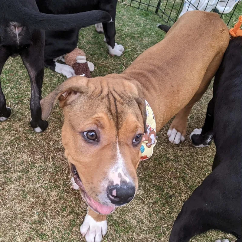 A young medium-sized male Pit Bull Terrier dog named Sentry for adoption in Martinez, CA