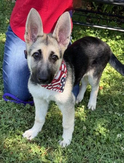A young medium-sized female German Shepherd Dog dog named Annabelle for adoption in Midland, VA