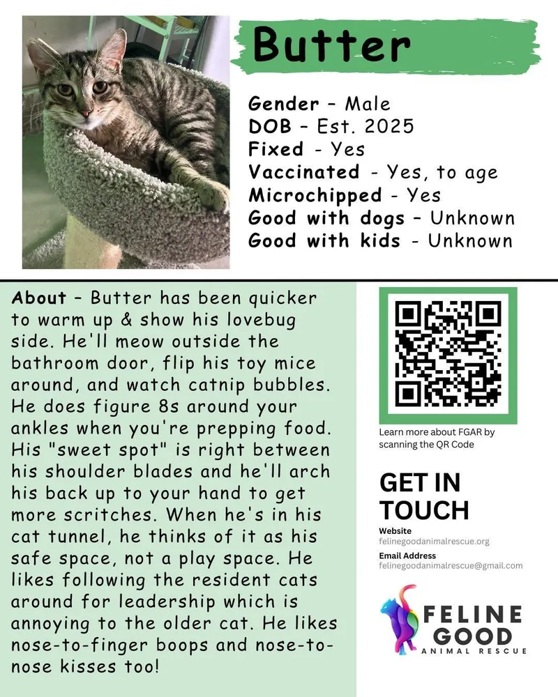 A young medium-sized male Tabby (Brown / Chocolate) Domestic Short Hair cat named Butter for adoption in Eugene, OR