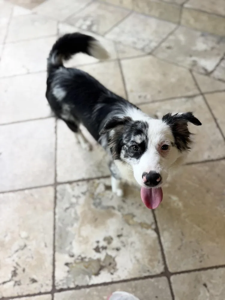 An adult medium-sized female Merle (Blue) Border Collie dog named Jigsaw for adoption in Richmond, TX