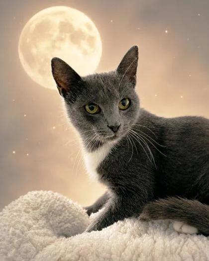 An adult small-sized female Domestic Short Hair cat named Moonie for adoption in Cumming, GA