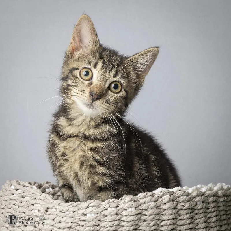 A young medium-sized male Tabby (Tiger Striped) Domestic Short Hair cat named Kristoff for adoption in Maryville, TN