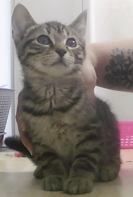 A baby small-sized male Tabby (Brown / Chocolate) Domestic Short Hair cat named Starling for adoption in Anoka, MN
