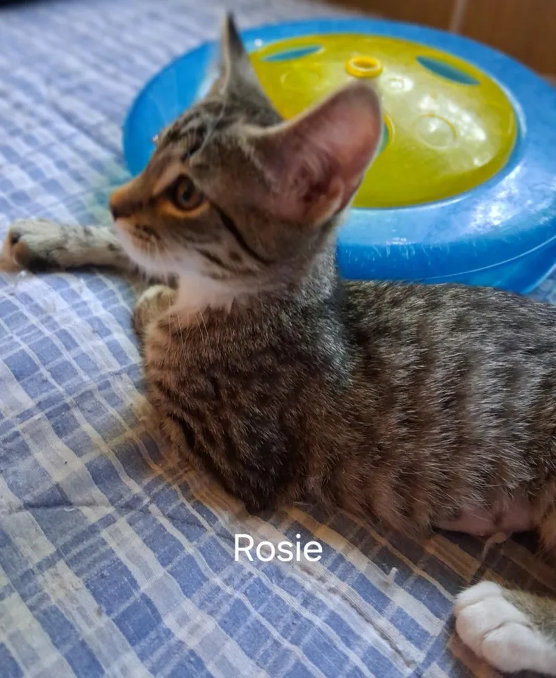 Rosie
