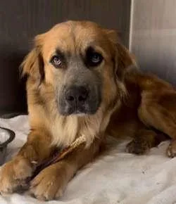 A young medium-sized male Golden Retriever dog named Arlo for adoption in Sudbury, MA