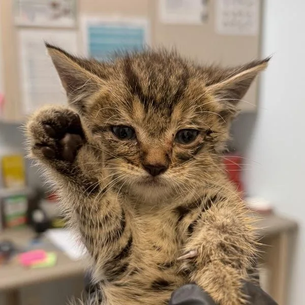 A baby small-sized male Domestic Short Hair cat named Loki for adoption in San Diego, CA