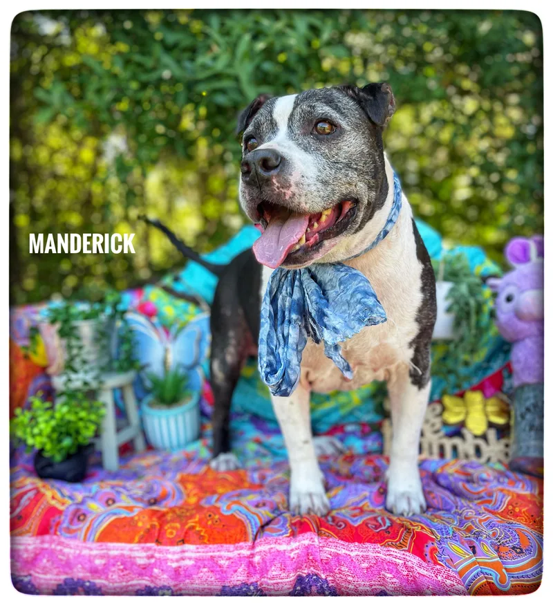 A senior large-sized male American Staffordshire Terrier dog named Manderick for adoption in Sebring, FL
