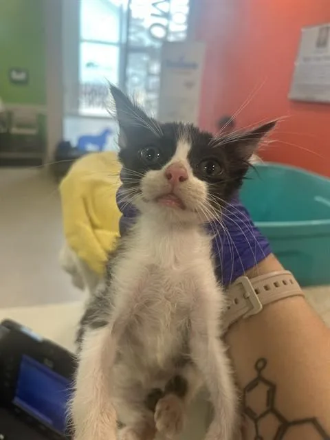 A baby small-sized male Domestic Short Hair cat named Edgar for adoption in Louisville, KY