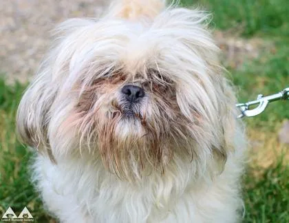 An adult medium-sized male Shih Tzu dog named Piglet for adoption in Lowell, MA