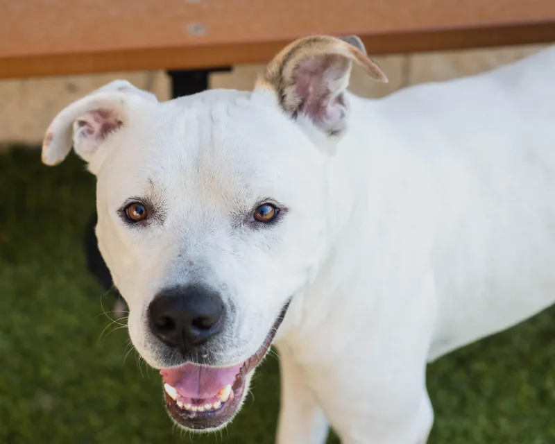 An adult large-sized male White / Cream American Staffordshire Terrier dog named Snowman for adoption in Mont Belvieu, TX