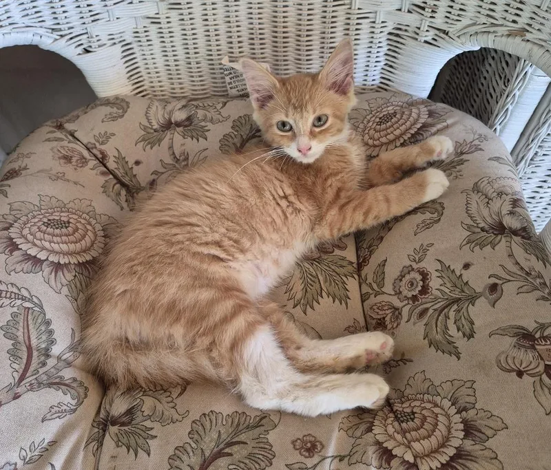 A baby small-sized male Domestic Medium Hair cat named Shasta for adoption in South Bend, IN