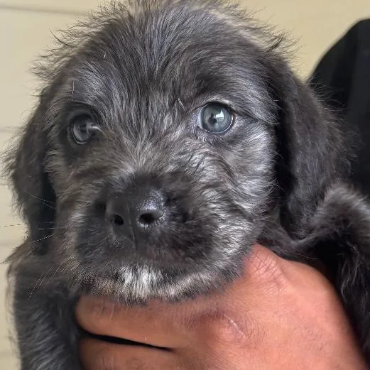 A baby small-sized male Black Labrador Retriever dog named Hugh for adoption in Houston, TX