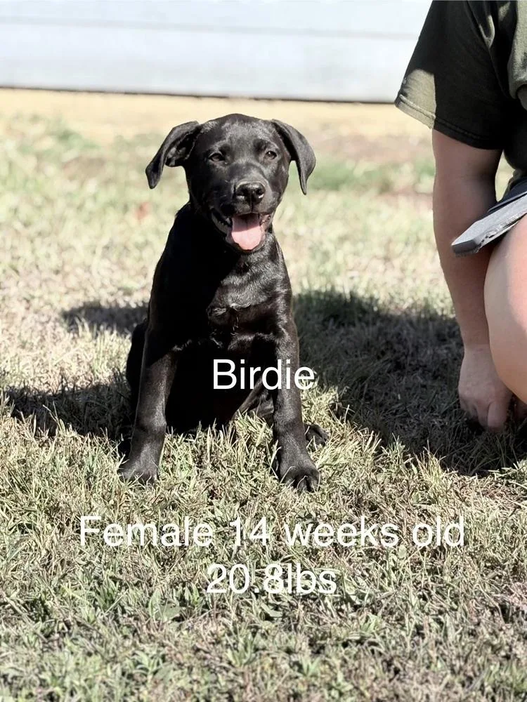 A baby medium-sized female Black Retriever dog named Birdie for adoption in Norfolk, MA