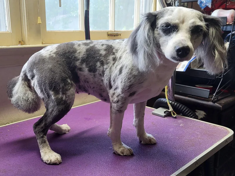 An adult small-sized female Gray / Blue / Silver Aussiedoodle dog named Cindy Lou for adoption in Pine Bluff, AR