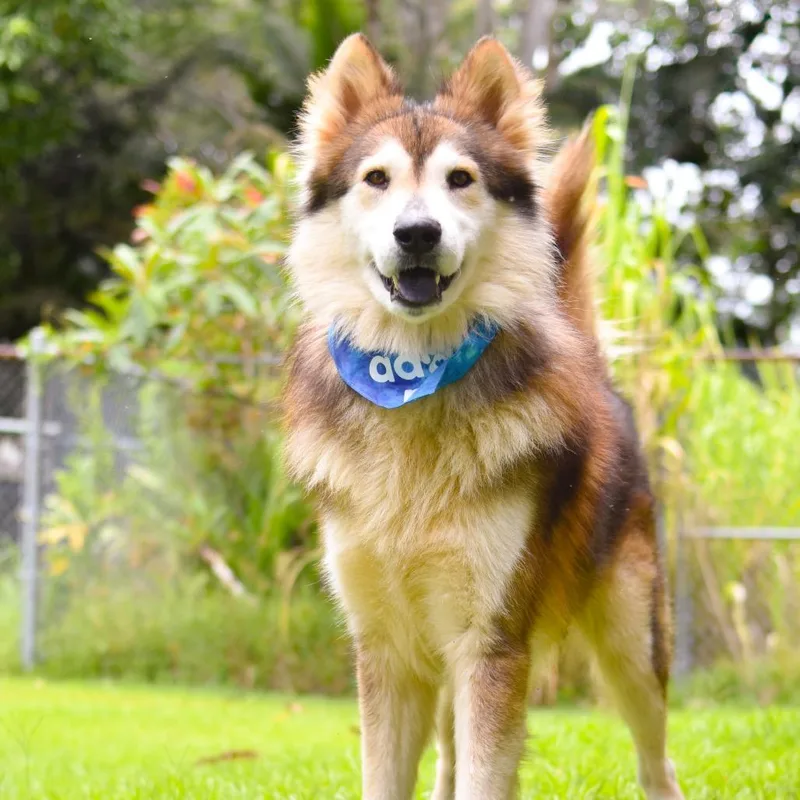An adult large-sized male Brown / Chocolate Mixed Breed dog named Timber for adoption in Kailua Kona, HI