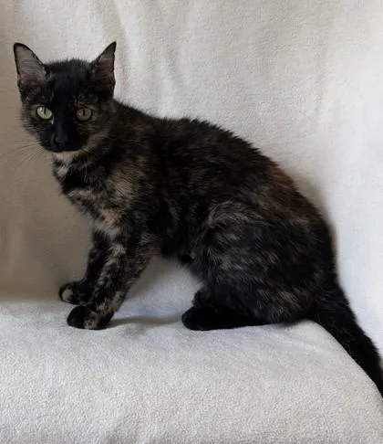 An adult medium-sized female Domestic Short Hair cat named Suki for adoption in Buffalo, MN