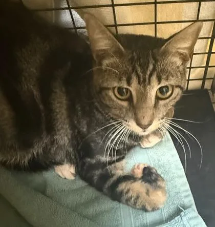 An adult medium-sized male Domestic Short Hair cat named Garcon for adoption in Honolulu, HI