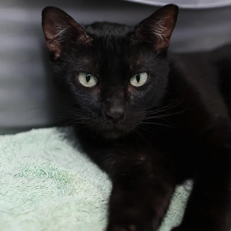 An adult small-sized female Black Domestic Short Hair cat named Bagheera for adoption in Los Angeles, CA
