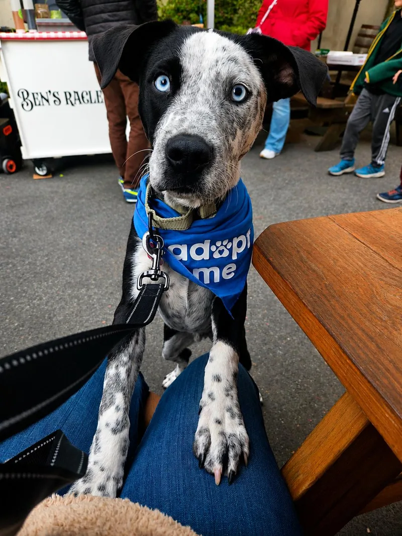 A young medium-sized male Gray / Blue / Silver Australian Cattle Dog / Blue Heeler dog named Arlo for adoption in Houston, TX