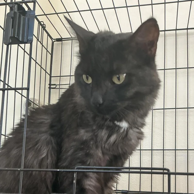 An adult small-sized male Black Domestic Long Hair cat named Boris for adoption in Las Vegas, NV