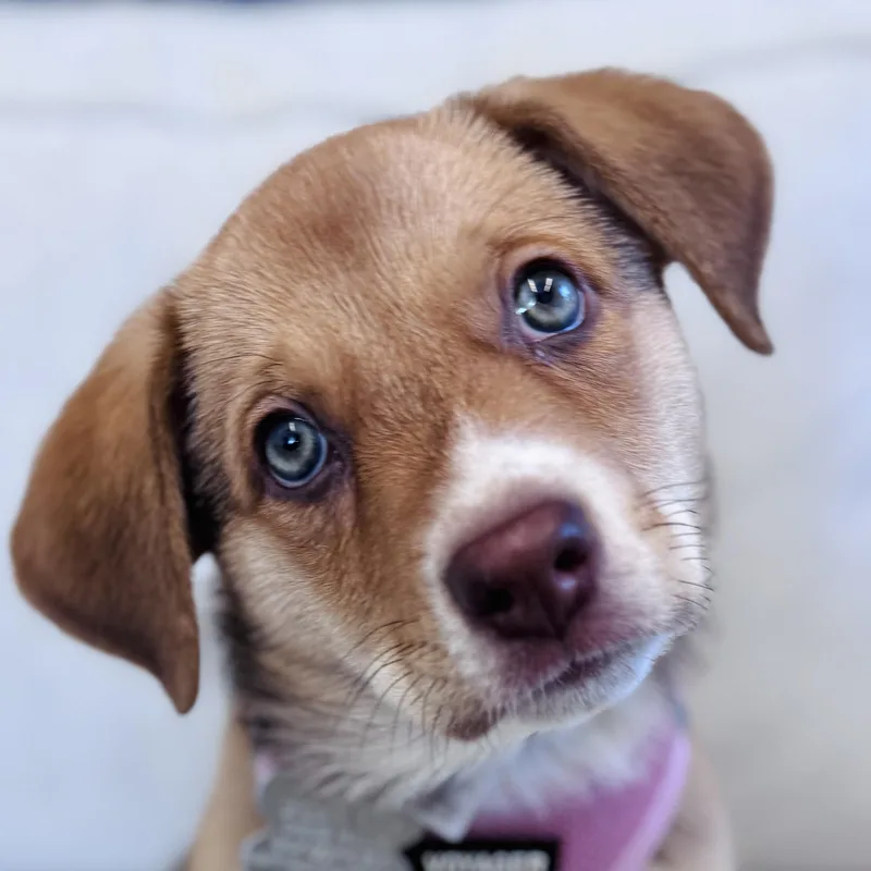 A baby medium-sized female Australian Shepherd dog named Ella for adoption in Palatine, IL