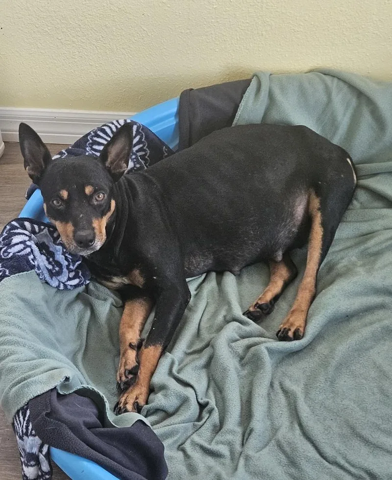 An adult medium-sized female Brown / Chocolate Australian Kelpie dog named Maren for adoption in Lakeland, FL