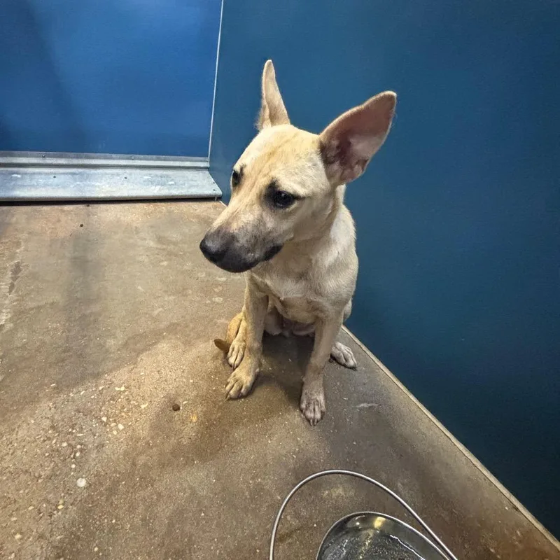 A young medium-sized female Yellow / Tan / Blond / Fawn Shepherd dog named Emma for adoption in Montgomery, AL