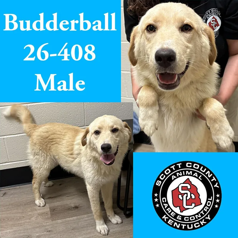 A young large-sized male Labrador Retriever dog named Budderball for adoption in Georgetown, KY