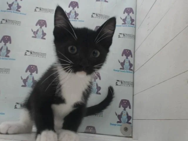 A baby small-sized male Domestic Short Hair cat named Bud for adoption in Orlando, FL